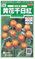 送料無料　花の種　黄花千日紅　約42粒　(株)サカタのタネ　実咲250（026255）