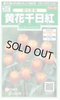 送料無料　花の種　黄花千日紅　約42粒　(株)サカタのタネ　実咲250（026255）