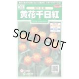 送料無料　花の種　黄花千日紅　約42粒　(株)サカタのタネ　実咲250（026255）