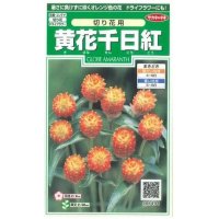 花の種　黄花千日紅　約42粒　サカタのタネ（株）実咲250