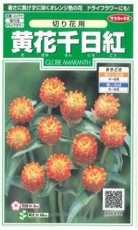 花の種　黄花千日紅　約42粒　サカタのタネ（株）実咲250