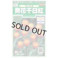 送料無料　花の種　黄花千日紅　約42粒　(株)サカタのタネ　実咲250（026255）