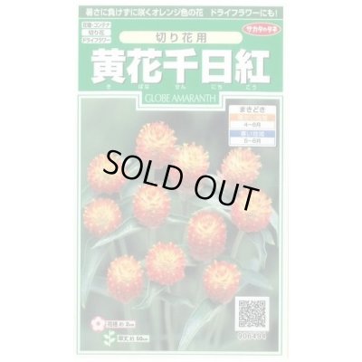 画像1: 送料無料　花の種　黄花千日紅　約42粒　(株)サカタのタネ　実咲250（026255）