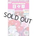 送料無料　花の種　日々草　エクエイターミックス　約58粒　(株)サカタのタネ　実咲350（026124）