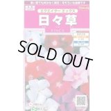 送料無料　花の種　日々草　エクエイターミックス　約58粒　(株)サカタのタネ　実咲350（026124）