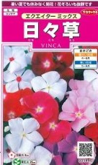 花の種　日々草　エクエイターミックス　約58粒　サカタのタネ（株）実咲350