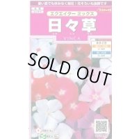 送料無料　花の種　日々草　エクエイターミックス　約58粒　(株)サカタのタネ　実咲350（026124）