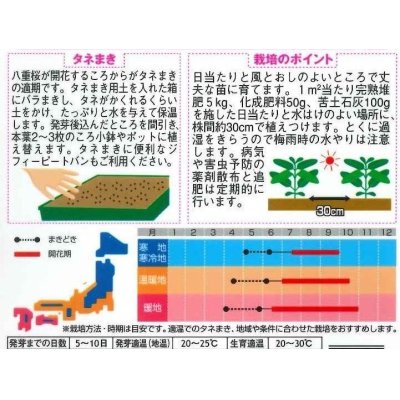 画像2: 花の種　日々草　エクエイターミックス　約58粒　サカタのタネ（株）実咲350