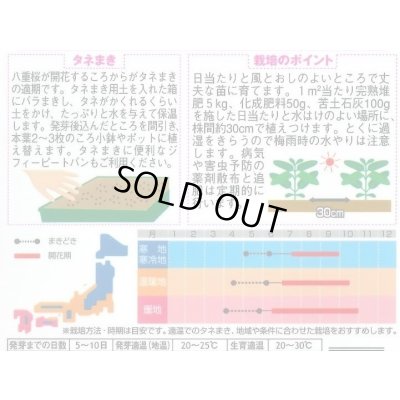 画像2: 送料無料　花の種　日々草　エクエイターミックス　約58粒　(株)サカタのタネ　実咲350（026124）