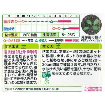 画像2: 送料無料　花の種　金盞花　スター混合　5ml　タキイ種苗(株)NL200