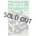 送料無料　花の種　クリサンセマム　ノースポール　約115粒　(株)サカタのタネ　実咲250（026231）