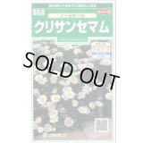 送料無料　花の種　クリサンセマム　ノースポール　約115粒　(株)サカタのタネ　実咲250（026231）