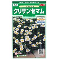 花の種　クリサンセマム　ノースポール　約115粒　　サカタのタネ（株）実咲250