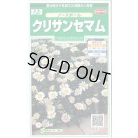 送料無料　花の種　クリサンセマム　ノースポール　約115粒　(株)サカタのタネ　実咲250（026231）