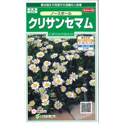画像1: 花の種　クリサンセマム　ノースポール　約115粒　　サカタのタネ（株）実咲250