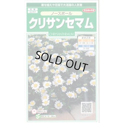 画像1: 送料無料　花の種　クリサンセマム　ノースポール　約115粒　(株)サカタのタネ　実咲250（026231）