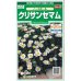 画像1: 花の種　クリサンセマム　ノースポール　約115粒　　サカタのタネ（株）実咲250 (1)