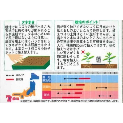 画像2: 花の種　クリサンセマム　ノースポール　約115粒　　サカタのタネ（株）実咲250