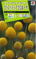 送料無料　花の種　クラスペディアグロボーサ　ゴールドスティック　0.1ml　タキイ種苗(株)NL200