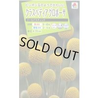 送料無料　花の種　クラスペディアグロボーサ　ゴールドスティック　0.1ml　タキイ種苗(株)NL200