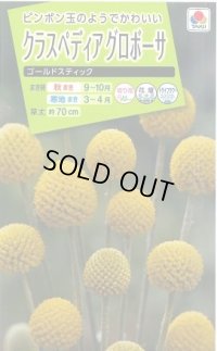 送料無料　花の種　クラスペディアグロボーサ　ゴールドスティック　0.1ml　タキイ種苗(株)NL200