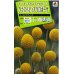 画像1: 花の種　クラスペディアグロボーサ　ゴールドスティック　0.1ml　タキイ種苗（株） (1)