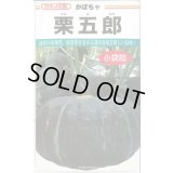 送料無料　[かぼちゃ]　栗五郎　11粒　カネコ種苗（株）