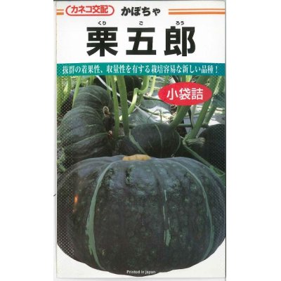 画像1: [かぼちゃ]　送料無料！　栗五郎　500粒　カネコ交配