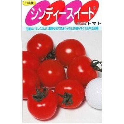 画像1: [トマト/中玉トマト]　シンディースイート　100粒　サカタのタネ（株）