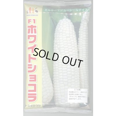 画像1: [とうもろこし]　ホワイトショコラ　2000粒　ヴィルモランみかど（株）