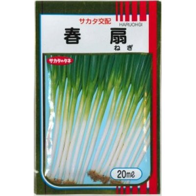 画像1: [ねぎ]　春扇　20ml（裸種子）　（株）サカタのタネ