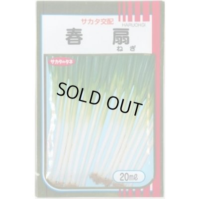 画像1: 送料無料 [ねぎ] 春扇 20ml(裸種子) (株)サカタのタネ