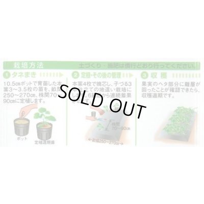 画像3: 送料無料　[メロン]　かわい〜ナ　8粒　タキイ種苗(株)　DF