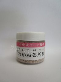 送料無料　[キャベツ]　かおるだま　コート5千粒　（株）サカタのタネ