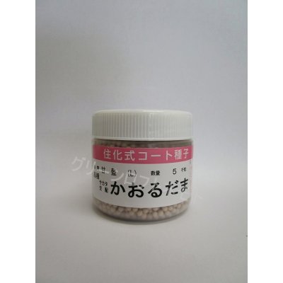 画像1: 送料無料　[キャベツ]　かおるだま　コート5千粒　（株）サカタのタネ