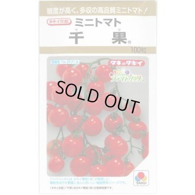 画像1: 送料無料　[トマト/ミニトマト]　千果　100粒　タキイ種苗(株)