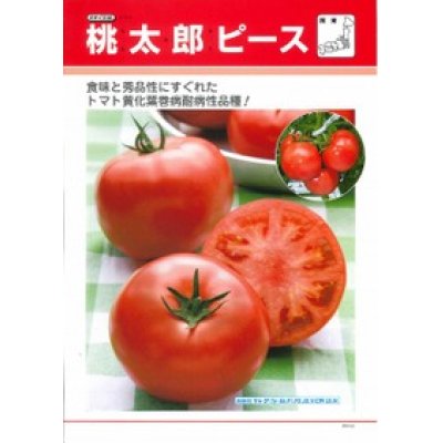 画像2: [トマト/桃太郎系]　送料無料！　桃太郎ピース　1000粒　