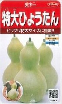 [その他]　特大ひょうたん　約6粒　（株）サカタのタネ　実咲200