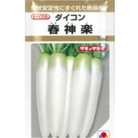 送料無料　[大根]　春神楽　10ml　タキイ種苗(株)