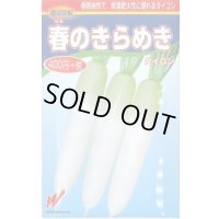 送料無料　[大根]　春のきらめき　130粒　渡辺農事（株）