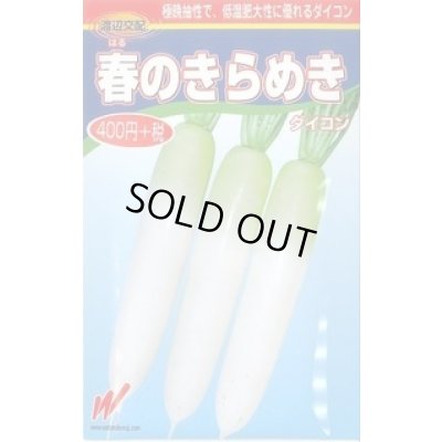 画像1: 送料無料　[大根]　春のきらめき　130粒　渡辺農事（株）
