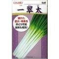 [ねぎ]　一翠太　2dl　カネコ交配