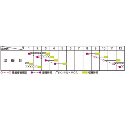 画像2: [葉物]　しゅんぎく　きくまろ　約5000粒　サカタのタネ（株）　実咲300