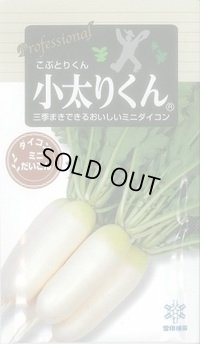 送料無料　[大根]　小太りくん　500粒　雪印種苗(株)