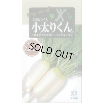 画像1: 送料無料　[大根]　小太りくん　500粒　雪印種苗(株)