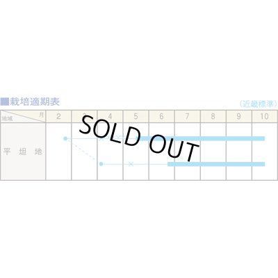 画像5: 送料無料　キャンディーランタン　100粒　（株）大和農園