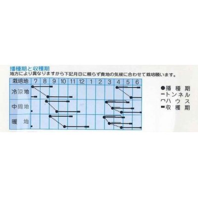 画像2: [大根]　ミニミニピタ   4ml　（株）タカヤマシード