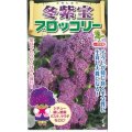 送料無料　[ブロッコリー]　冬紫宝　60粒　小林種苗