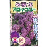 送料無料　[ブロッコリー]　冬紫宝　60粒　小林種苗