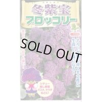 [ブロッコリー]　冬紫宝　60粒　　小林種苗